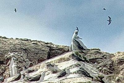 Tour Islas Ballestas & Tambo Colorado desde Puerto San ,Martin