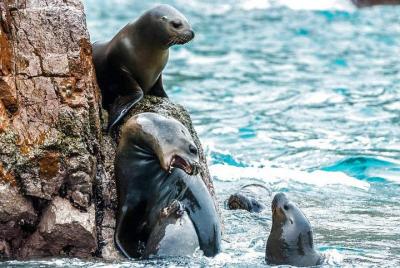 Islas Ballestas y Reserva Nacional de Paracas desde el puerto San Martín