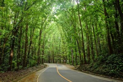Excursión de un día a Bohol Countryside desde la ciudad de Cebú o Mactan - Best Seller Excursión de un día a Bohol Countryside desde la ciudad de Cebú o Mactan - Best Seller