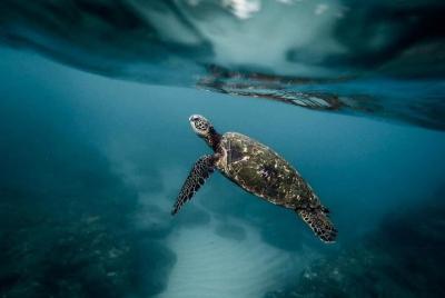 Pescador Island Hopping con Sardine Run y Turtle and Canyoneering en Kawasan Pescador Island Hopping con Sardine Run y Turtle and Canyoneering en Kawasan