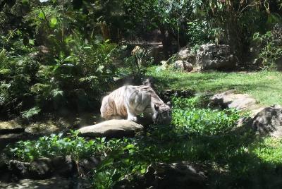 Cebu Safari y Adventure Park Cebu Safari y Adventure Park
