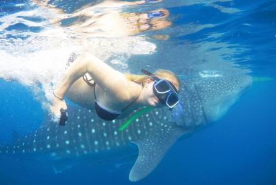 Whaleshark Adventure Oslob con desayuno Whaleshark Adventure Oslob con desayuno