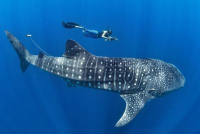 Whale Shark Encounter & Sumilon Sandbar & Canyoneering en Kawasan Falls Whale Shark Encounter & Sumilon Sandbar & Canyoneering en Kawasan Falls