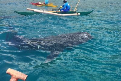 Oslob Whalesharks y Kawasan Falls con Sumilon Sandbar Oslob Whalesharks y Kawasan Falls con Sumilon Sandbar