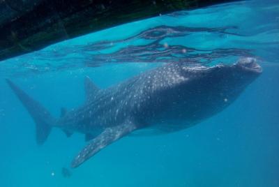 Viaje de observación de tiburones ballena en pequeños grupos en Oslob desde Cebú Viaje de observación de tiburones ballena en pequeños grupos en Oslob desde Cebú