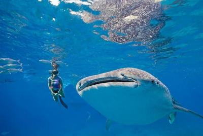 Oslob Whaleshark y Kawasan Falls Tour Oslob Whaleshark y Kawasan Falls Tour