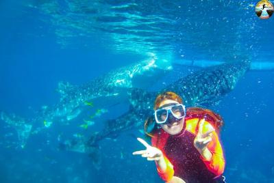 Buceo con tiburón ballena Oslob y aventura de barranquismo de Badián Buceo con tiburón ballena Oslob y aventura de barranquismo de Badián