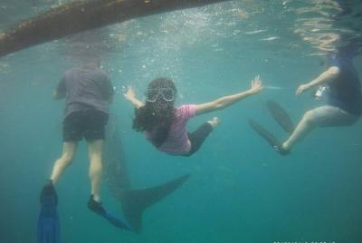 Tiburones de ballena Cebu Oslob y la isla de Sumilon Cataratas de Kawasan Tiburones de ballena Cebu Oslob y la isla de Sumilon Cataratas de Kawasan