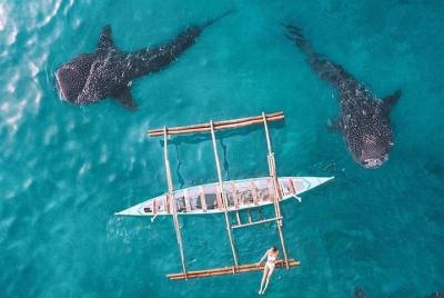 Tiburón ballena y cataratas Tumalog y banco de arena Sumilon e isla Pescador con sardinas Tiburón ballena y cataratas Tumalog y banco de arena Sumilon e isla Pescador con sardinas