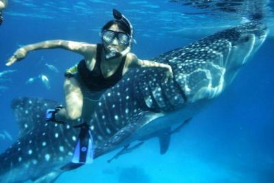 Vehículo privado a Oslob Cebu Whale Shark Experience Vehículo privado a Oslob Cebu Whale Shark Experience