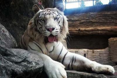 Aventura privada del día familiar de Manila: un día en el zoológico