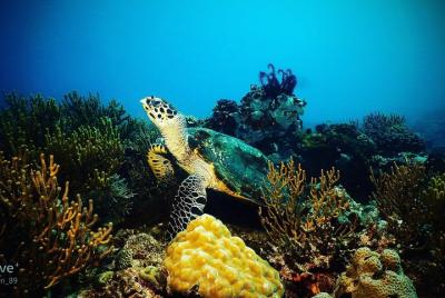 Paquete de buceo divertido Boracay 5 que incluye todo el equipo