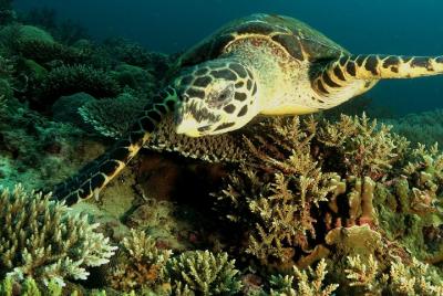 PADI Open Water Premium (con instructor privado y equipo privado)