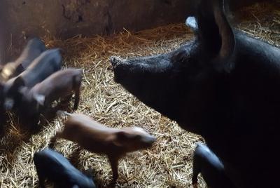 Colinas y sabores de Monchique