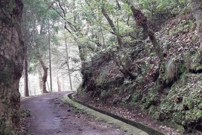 Visita guiada privada a Ribeiro Frio y Chão das Feiteiras