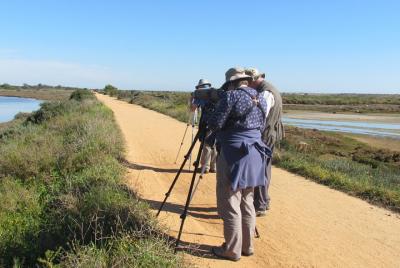 Medio día de observación de aves alrededor de Faro