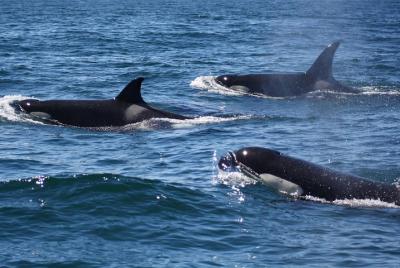Alvor - tour de avistamiento de delfines